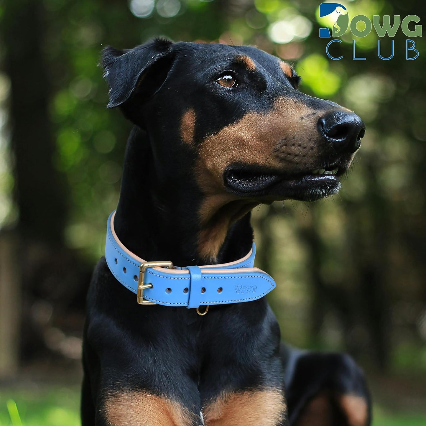 DowgClub | Genuine Leather Dog Collar | Full Grain, Heavy Duty | Comfortable, Strong | Best for Pups, Small, Medium & Large Breeds | Pink, Brown, Black, Tan