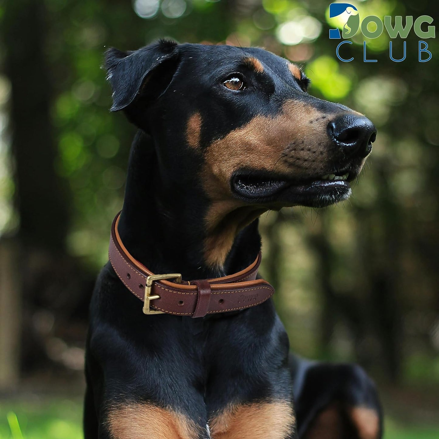 DowgClub | Genuine Leather Dog Collar | Full Grain, Heavy Duty | Comfortable, Strong | Best for Pups, Small, Medium & Large Breeds | Pink, Brown, Black, Tan