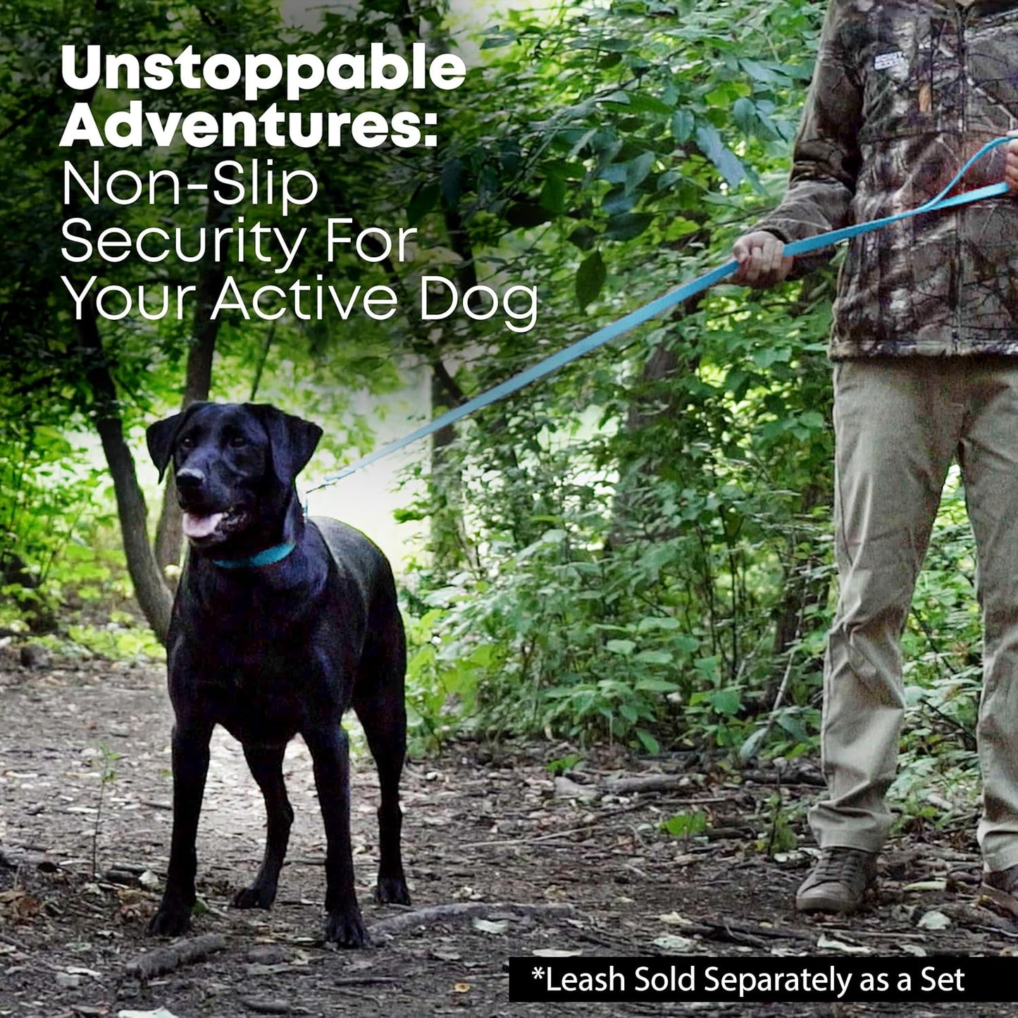 Regal Dog Products Medium Black Waterproof Dog Collar with Gold Buckle, Resilient and Durable Materials, Comfortable Design - for Small, Medium, and Large Breed Dogs