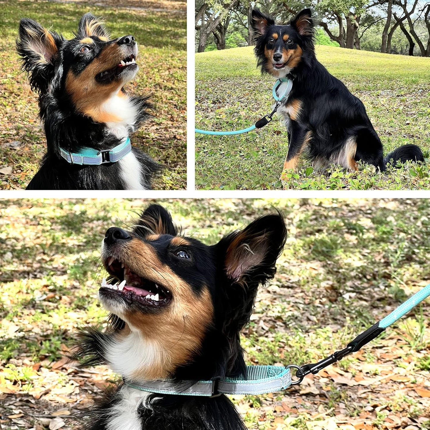 Pawtitas Chain Martingale Dog Collar Puppy Collar Reflective Dog Collar Training Dog Collar Behavioral Dog Chain Collar Collar Medium Dog Collar Green Dog Collar