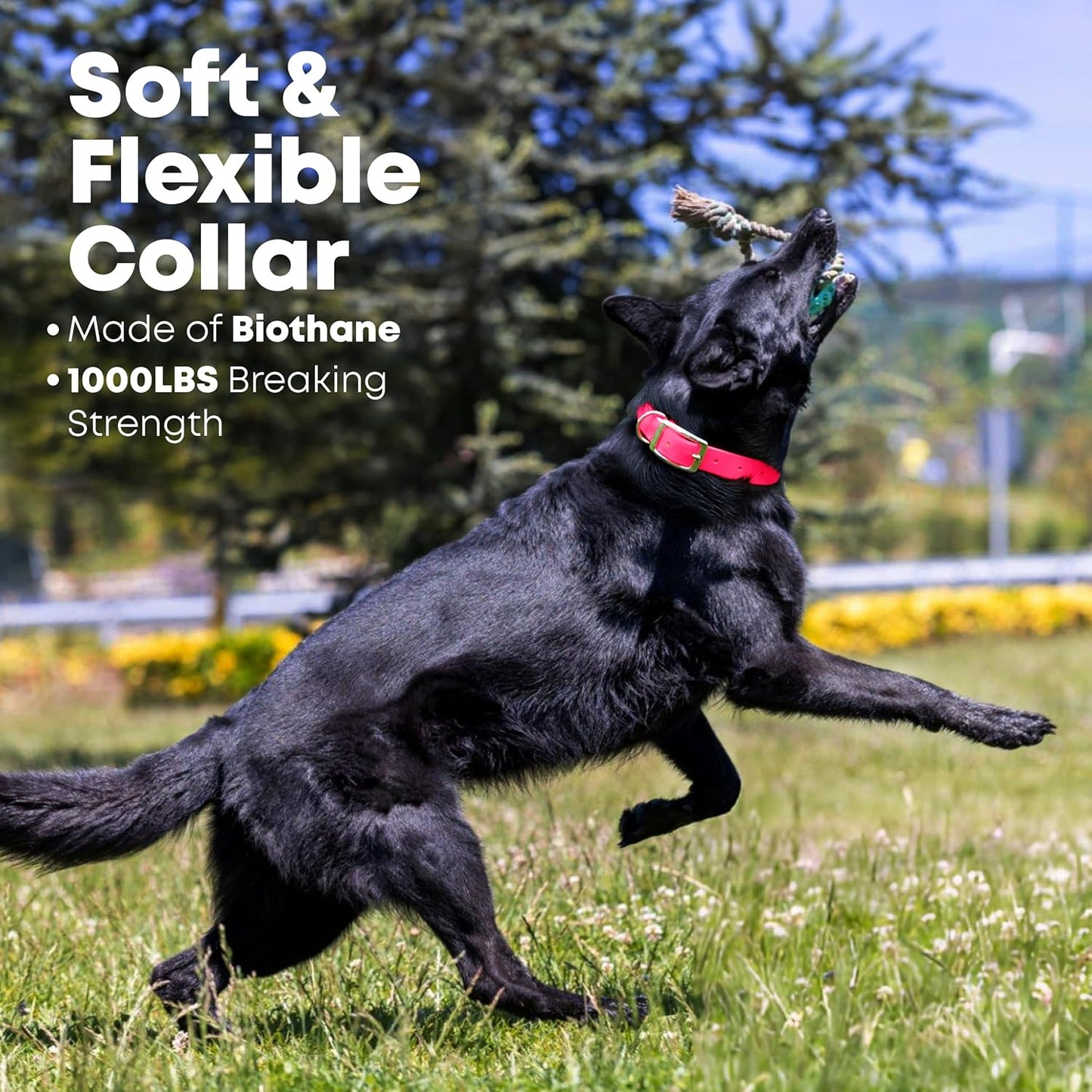 Regal Dog Products Medium Yellow Waterproof Dog Collar with Heavy Duty Double Buckle & D Ring | Vinyl Coated, Custom Fit, Adjustable Biothane Dog Collar | Chew Resistant Waterproof Collar for Dogs