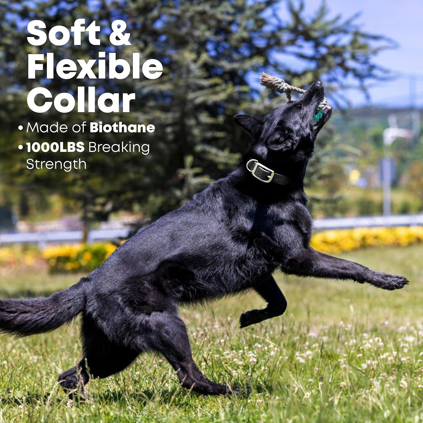 Regal Dog Products Medium Black Waterproof Dog Collar with Gold Buckle, Resilient and Durable Materials, Comfortable Design - for Small, Medium, and Large Breed Dogs