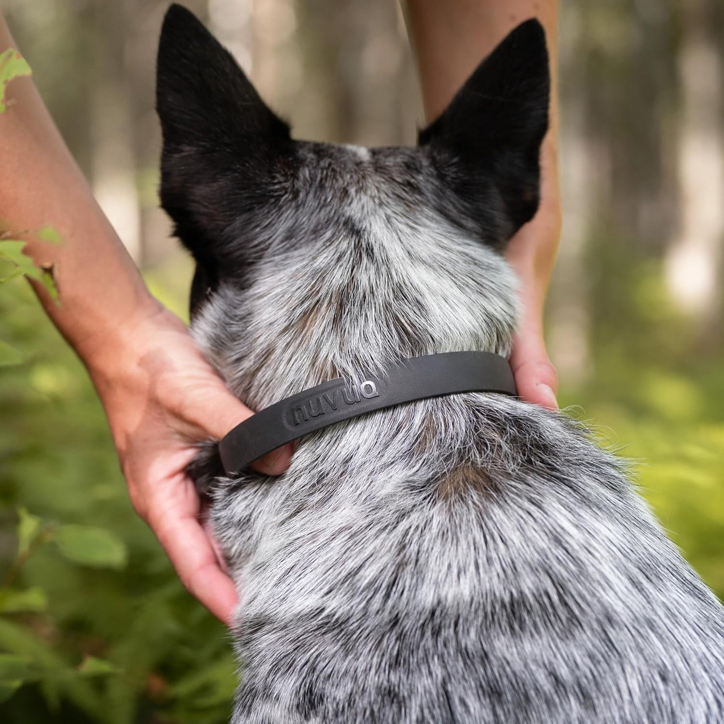 Waterproof Dog Collar - Durable, Comfortable and Adjustable Silicone Dog Collar with Wear Resistant Buckle and ID Tag Ring for Small Dogs by Nuvuq (Black, Small)