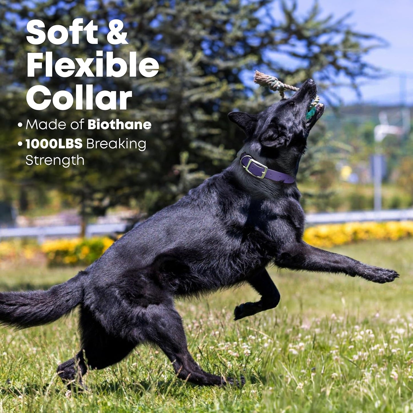 Regal Dog Products Medium Black Waterproof Dog Collar with Gold Buckle, Resilient and Durable Materials, Comfortable Design - for Small, Medium, and Large Breed Dogs