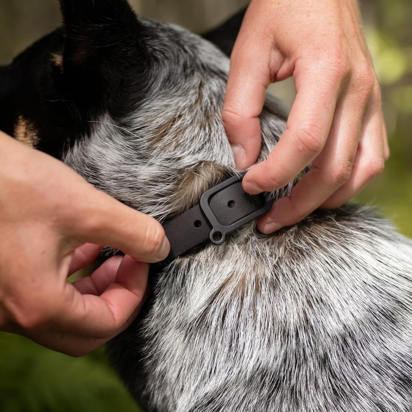 Waterproof Dog Collar - Durable, Comfortable and Adjustable Silicone Dog Collar with Wear Resistant Buckle and ID Tag Ring for Small Dogs by Nuvuq (Black, Small)