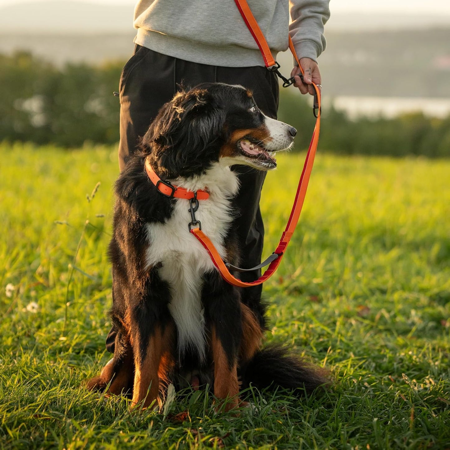 Waterproof Dog Collar - Durable, Comfortable and Adjustable Silicone Dog Collar with Wear Resistant Buckle and ID Tag Ring for Small Dogs by Nuvuq (Black, Small)