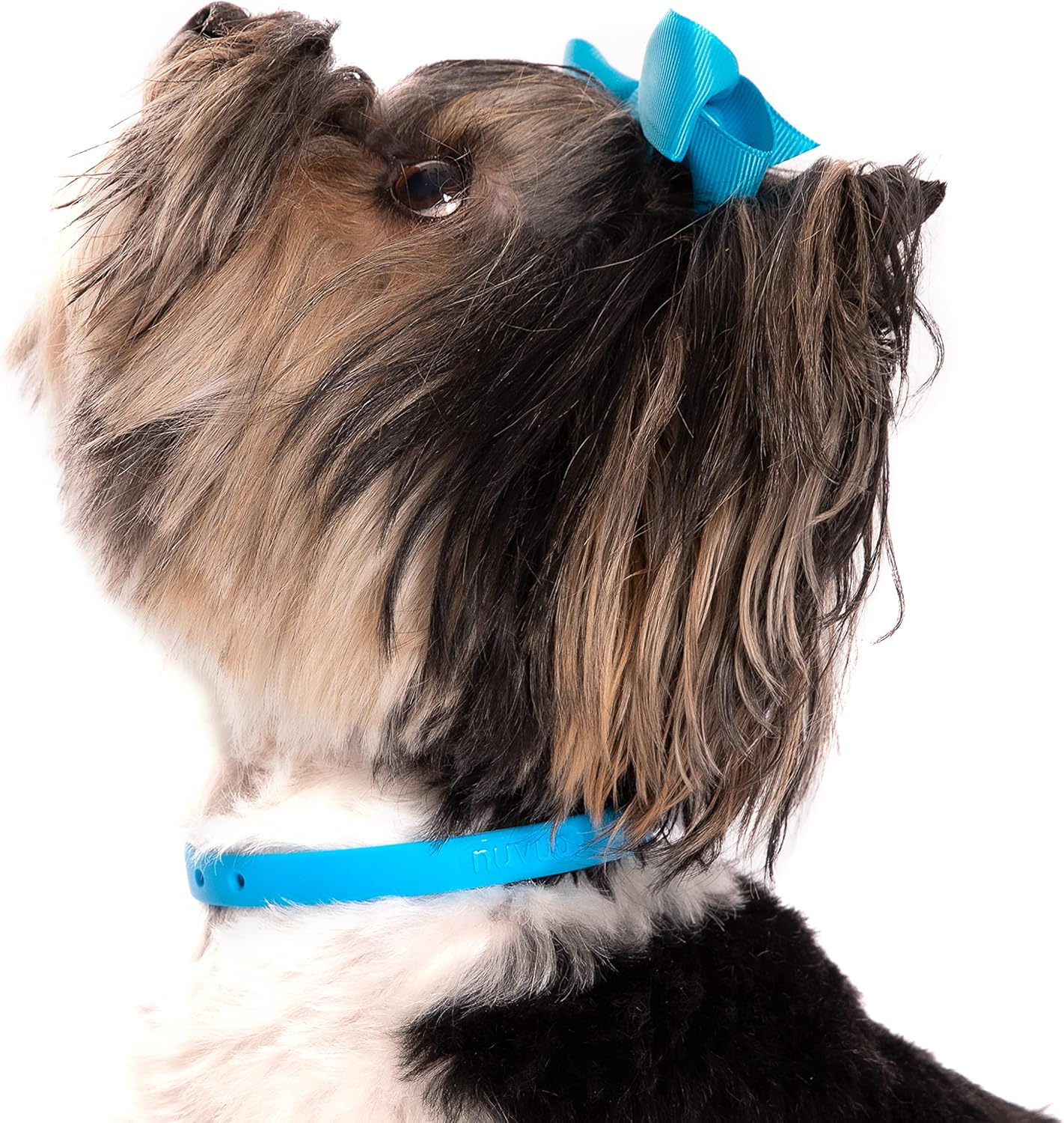 Waterproof Dog Collar - Durable, Comfortable and Adjustable Silicone Dog Collar with Wear Resistant Buckle and ID Tag Ring for Small Dogs by Nuvuq (Black, Small)