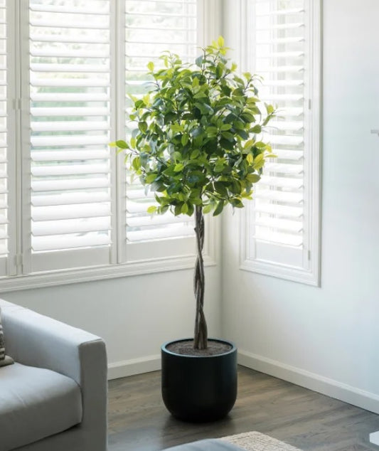 Faux Laurel Tree 2 m (6 ft.) - PuriLite
