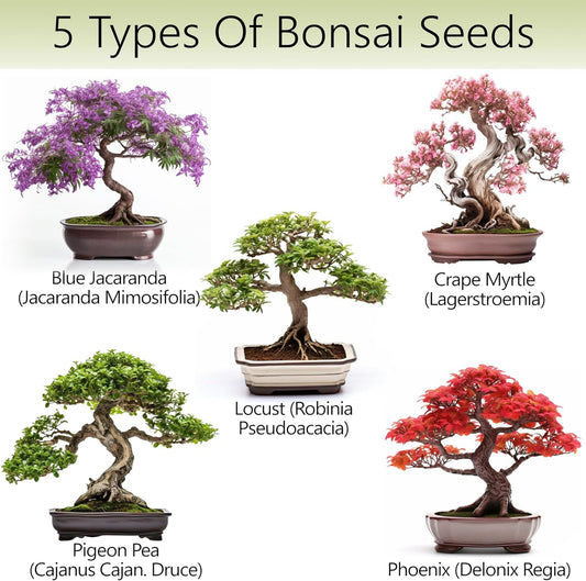 Avergo Bonsai Tree Kit – 5X Unique Japanese Bonzai Trees | Complete Indoor Bonsai Starter Kit for Growing Bonsai Plants with Tools & Planters – Gardening Gifts for Women & Men - PuriLite