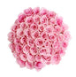 Roses, 48 Stems - Pink - PuriLite
