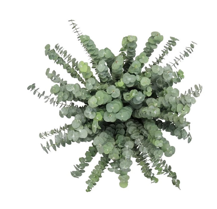 Baby Blue Eucalyptus, 100 Stems - PuriLite