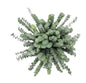 Baby Blue Eucalyptus, 100 Stems - PuriLite
