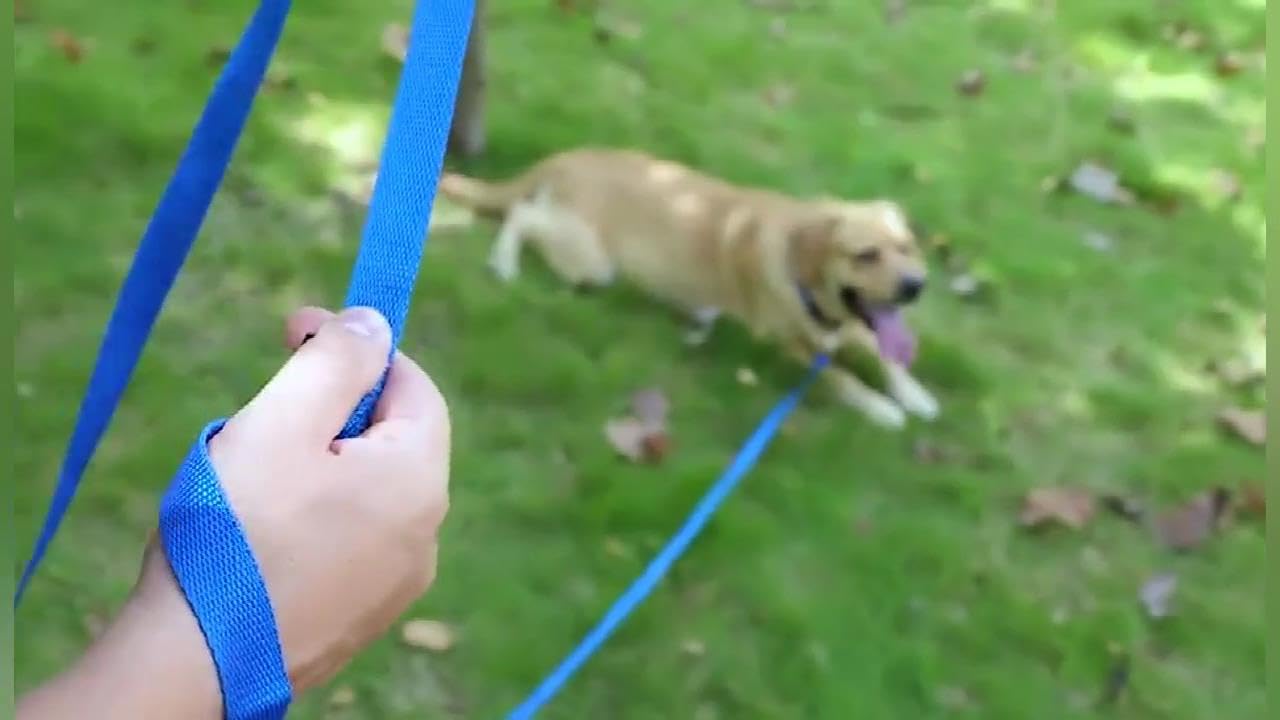 AMAGOOD Dog/Puppy Obedience Recall Training Agility Lead-15 ft 20 ft 30 ft 50 ft Long Leash-for Dog Training,Tie Out,Play,Safety,Camping (15 feet, Black)