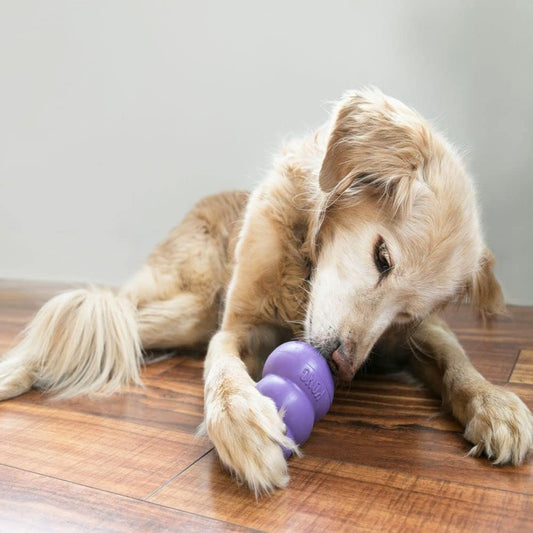 KONG Senior Dog Toy Gentle Natural Rubber -Fun to Chew, Chase & Fetch- For Medium Dogs - PuriLite