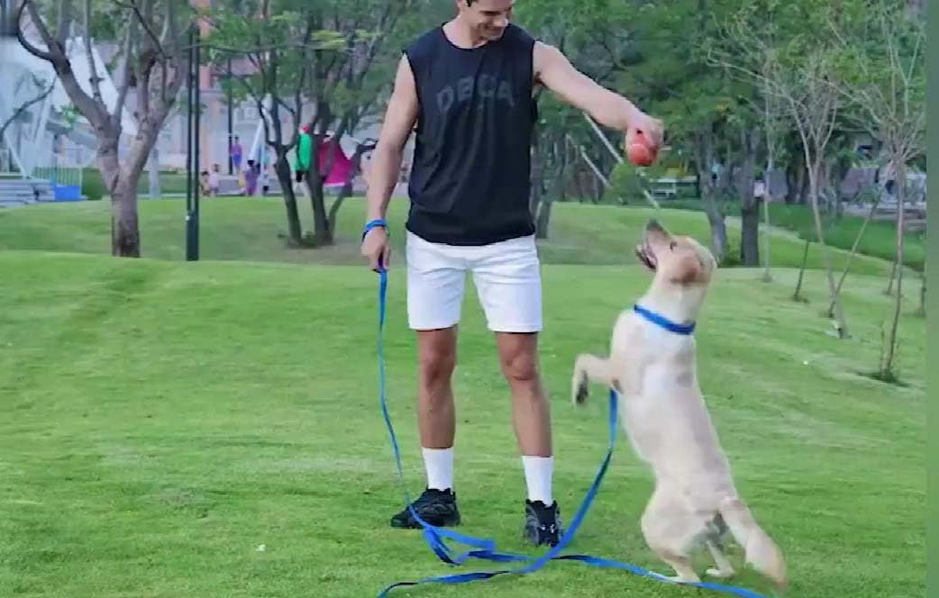 AMAGOOD Dog/Puppy Obedience Recall Training Agility Lead-15 ft 20 ft 30 ft 50 ft Long Leash-for Dog Training,Tie Out,Play,Safety,Camping (15 feet, Black)