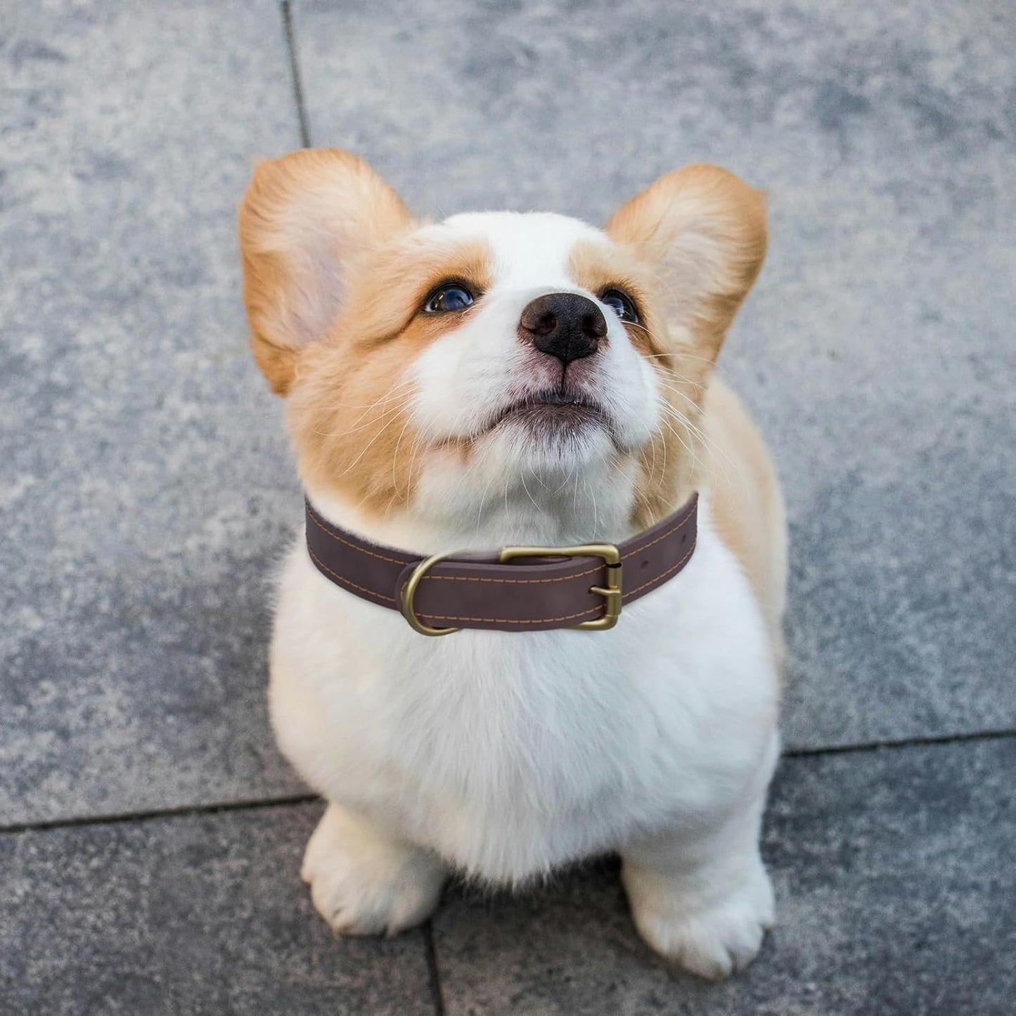 QRDA Leather Dog Collar Brown Dog Training Collar Heavy Duty Premium Leather Dog Collar Dog Collars for Medium/Large Dogs
