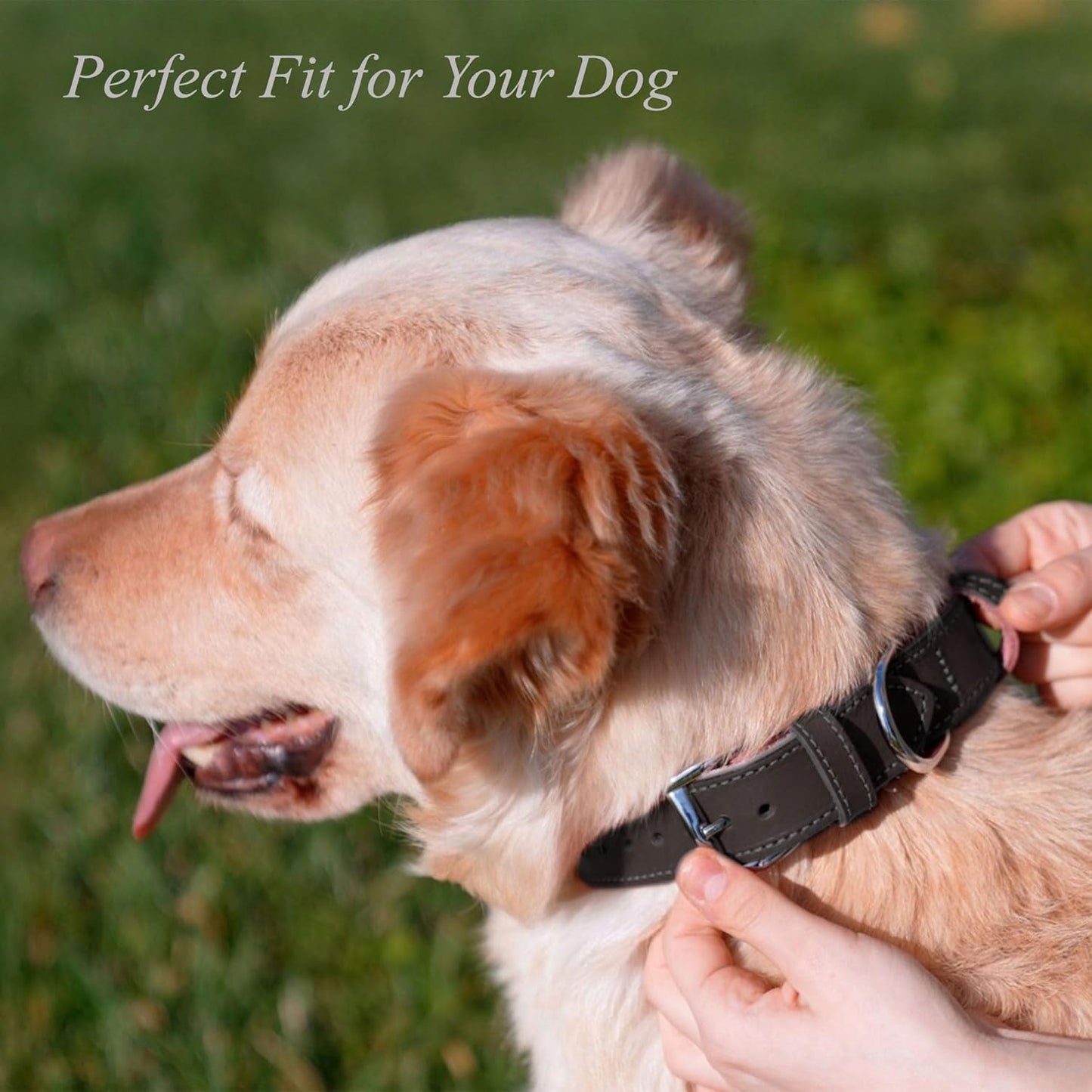 TORRUNA Soft Leather Dog Collar | Dog Collars for Small, Medium and Large Dogs | Durable Heavy Duty Dog Collars