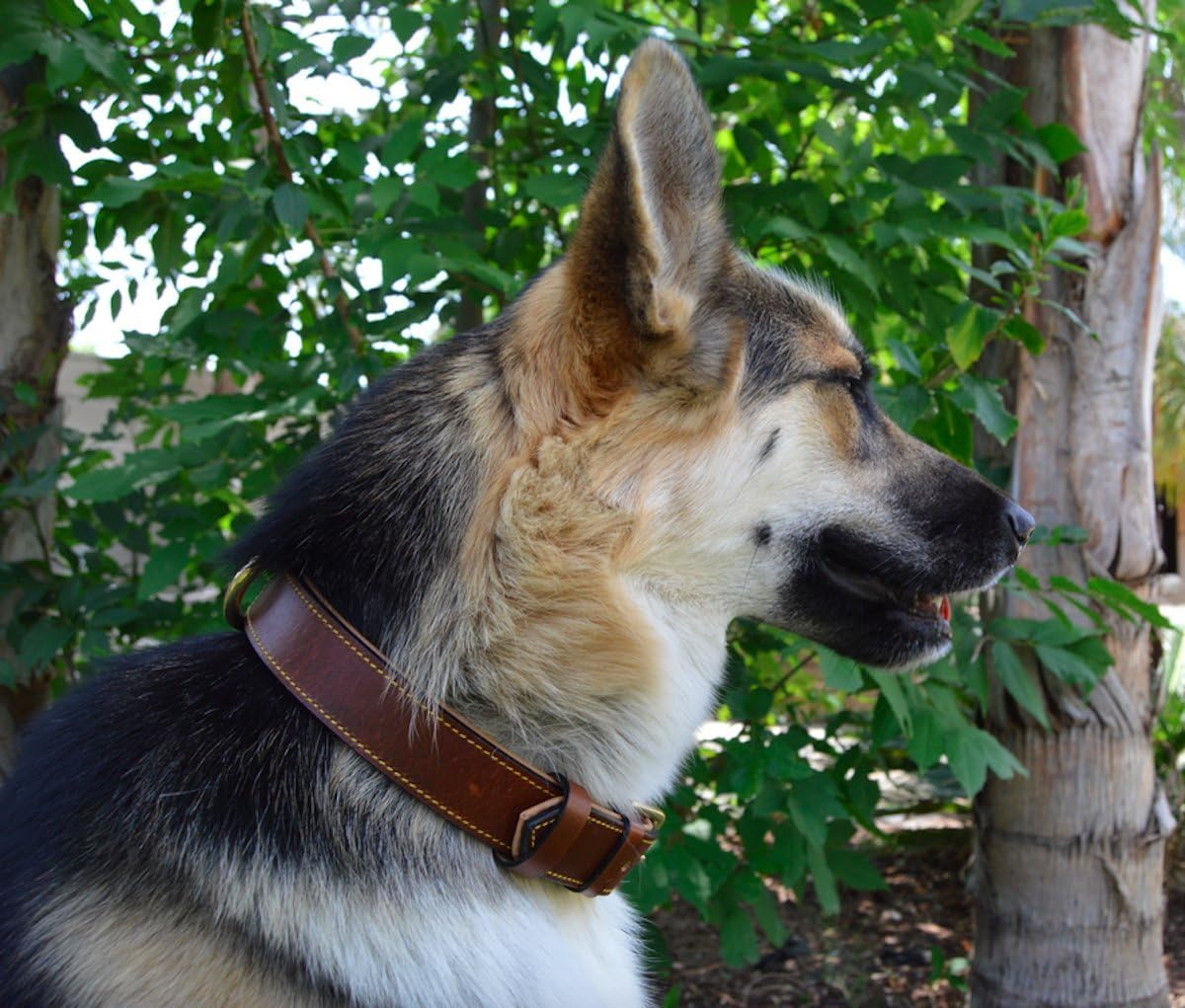 Soft Touch Collars Padded Leather Dog Collar, Large Brown - Genuine Real Leather, 24" Long x 1.5 Wide, Fits Neck Size 18" to 21" Inches