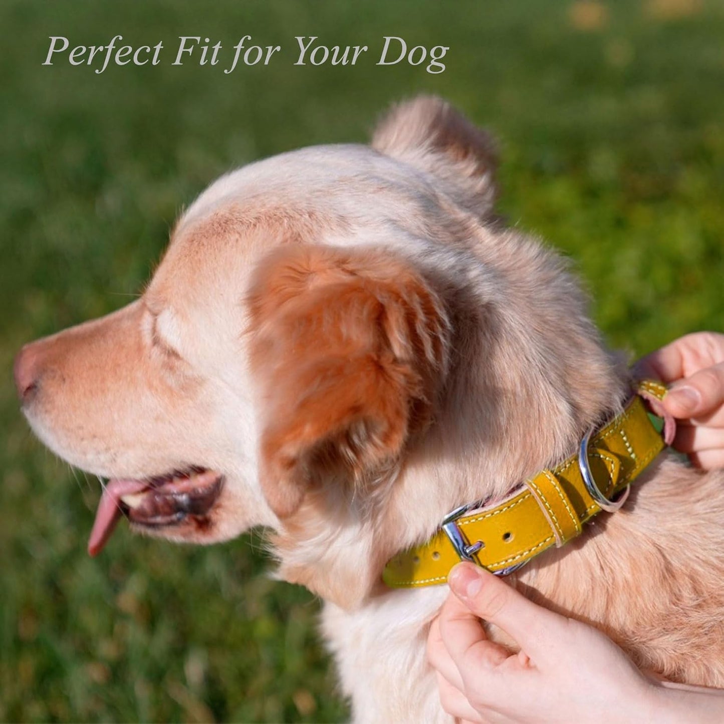 TORRUNA Soft Leather Dog Collar | Dog Collars for Small, Medium and Large Dogs | Durable Heavy Duty Dog Collars