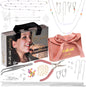 Purilite Select Jewelry Making Kit