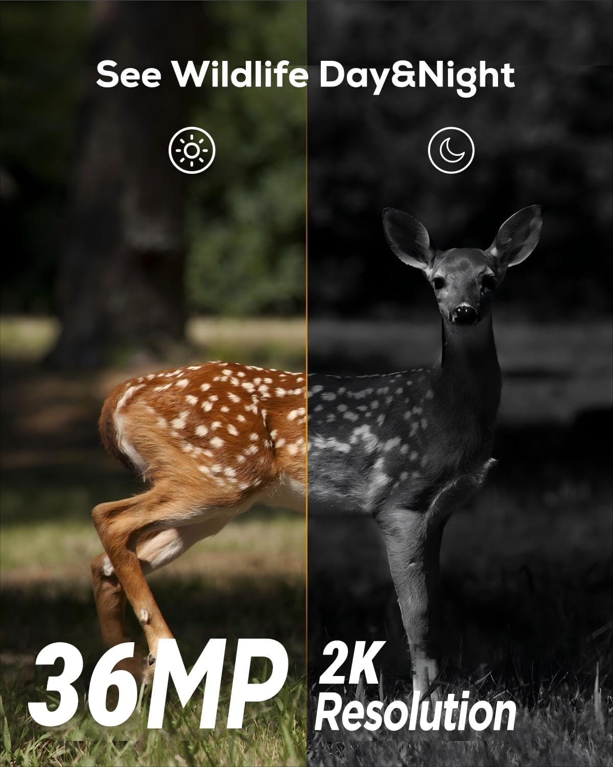 iZEEKER Trail Camera 2K HD 36MP, Trail Cameras with 940nm No Glow Infrared LEDs, No WiFi, Night Vision Motion Activated IP66 Waterproof for Wildlife Watching Indoor Security