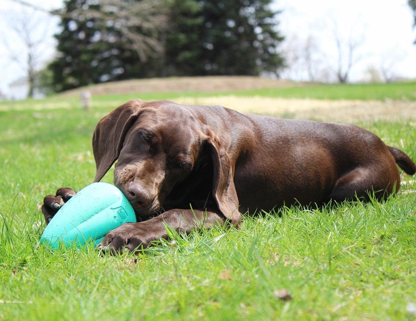 Chew King Premium Treat Dog Toy, L, Extremely Durable Natural Rubber Toy, Pack of 2
