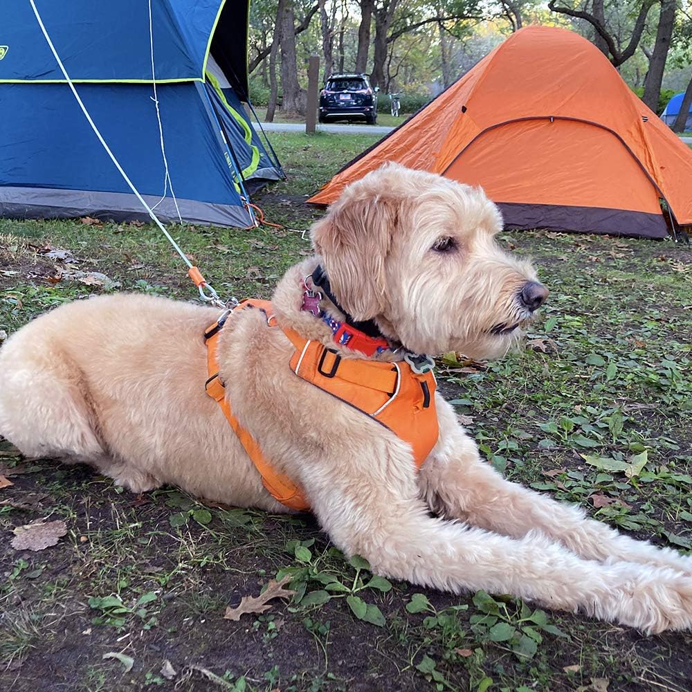 BV Pet Small Tie Out Cable for Dog up to 35 Pound, 25-Feet