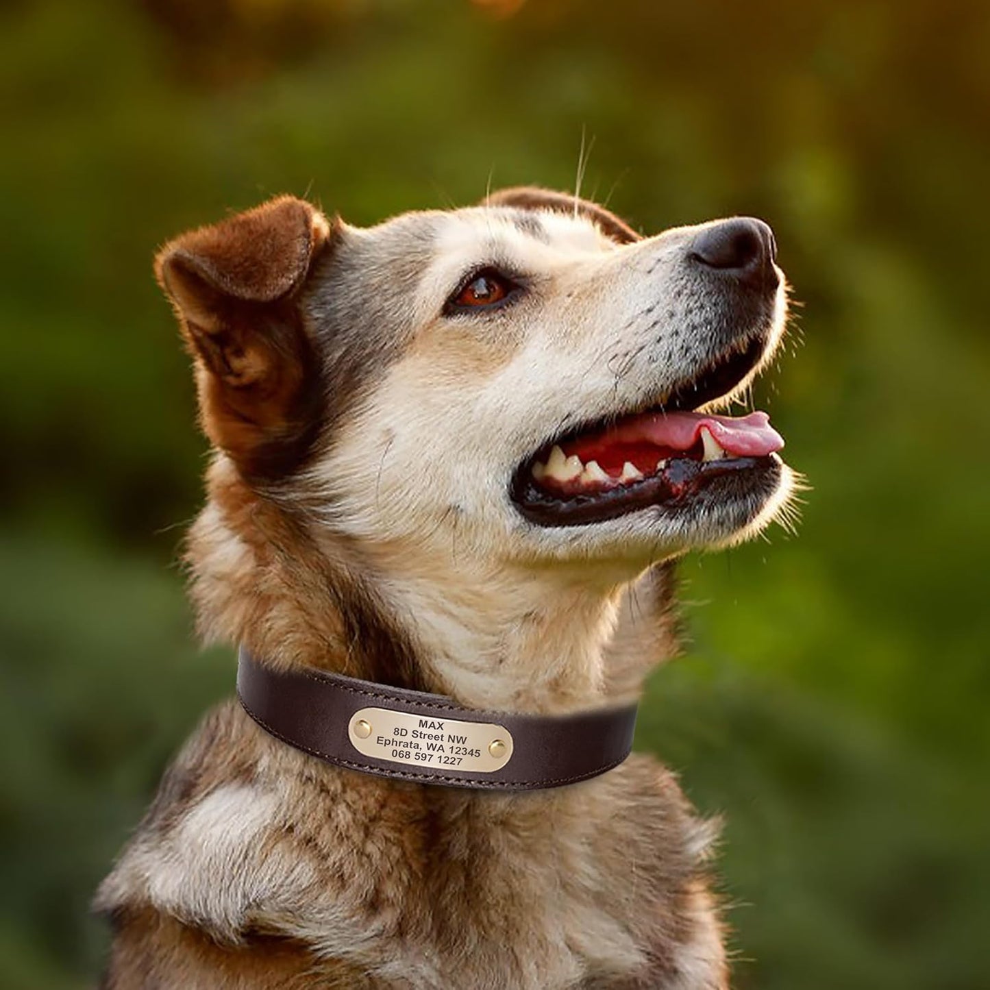 Didog Genuine Leather Dog Collars with Engraved Nameplate, Personalized Soft Leather Dog Collar with Custom ID Tag, Brown/Green/Red for Medium Large Dogs (L,Brown)