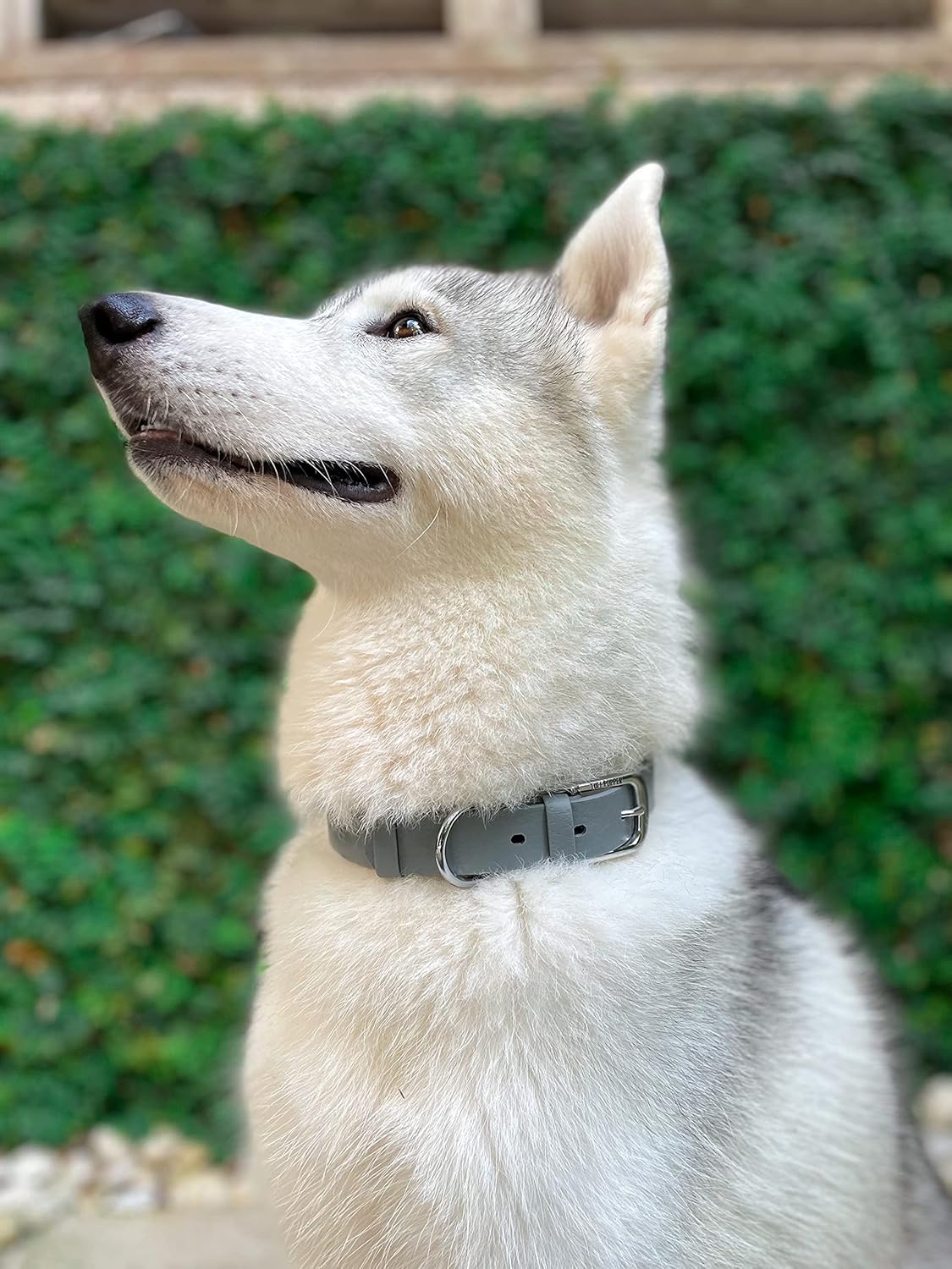 Tuff Pupper Classic Heavy Duty Dog Collar | 10x Stronger Than Leather | 100% Waterproof & Odor Proof Dog Collar | Tough Rust-Proof All Metal Hardware