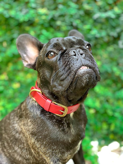 Tuff Pupper Classic Heavy Duty Dog Collar | 10x Stronger Than Leather | 100% Waterproof & Odor Proof Dog Collar | Tough Rust-Proof All Metal Hardware