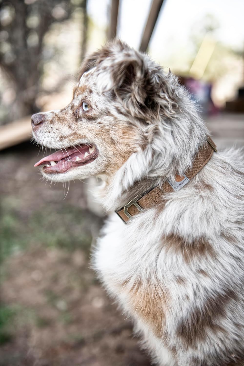 Carhartt Journeyman Dog Collar, Premium Rugged Construction Pet Collar
