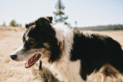 Carhartt Journeyman Dog Collar, Premium Rugged Construction Pet Collar