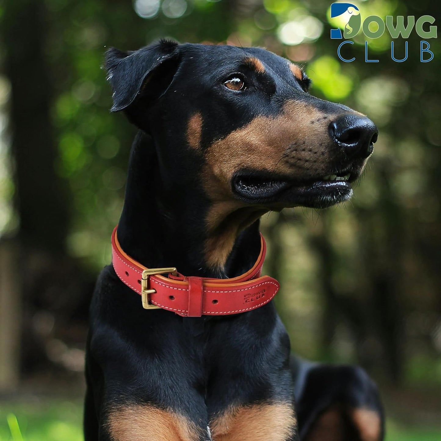 DowgClub | Genuine Leather Dog Collar | Full Grain, Heavy Duty | Comfortable, Strong | Best for Pups, Small, Medium & Large Breeds | Pink, Brown, Black, Tan