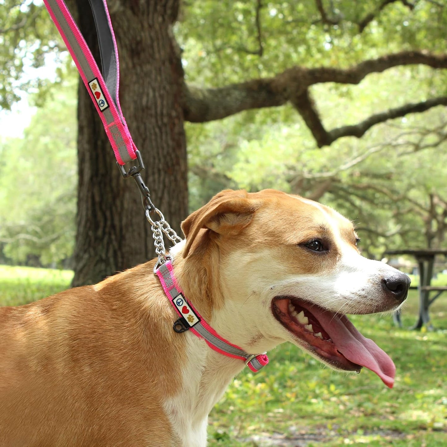 Pawtitas Chain Martingale Dog Collar Puppy Collar Reflective Dog Collar Training Dog Collar Behavioral Dog Chain Collar Collar Medium Dog Collar Green Dog Collar