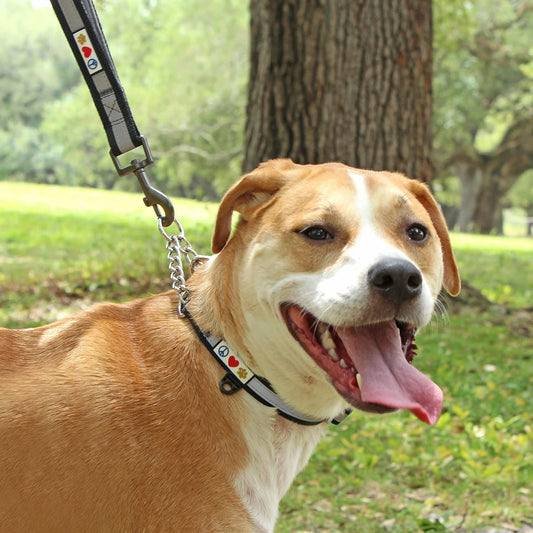 Pawtitas Chain Martingale Dog Collar Puppy Collar Reflective Dog Collar Training Dog Collar Behavioral Dog Chain Collar Collar Large Dog Collar Orange Dog Collar - PuriLite