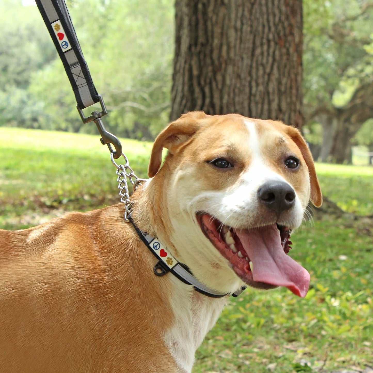 Pawtitas Chain Martingale Dog Collar Puppy Collar Reflective Dog Collar Training Dog Collar Behavioral Dog Chain Collar Collar Medium Dog Collar Green Dog Collar