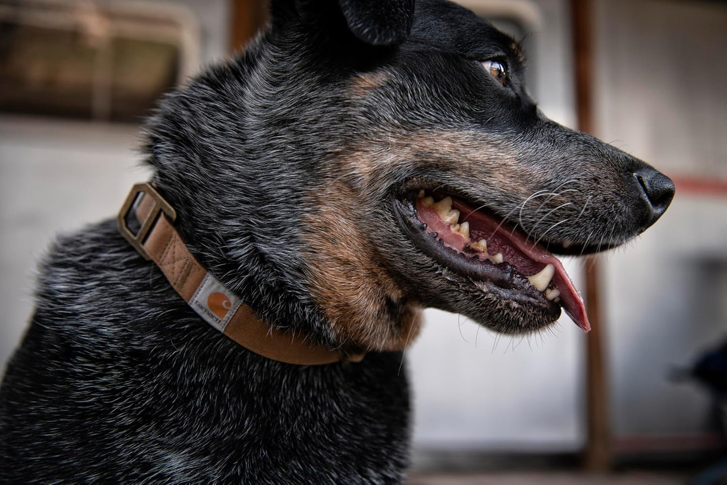Carhartt Journeyman Dog Collar, Premium Rugged Construction Pet Collar