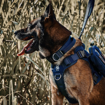 OneTigris Tactical Dog Collars with Handle,Military Dog Collar for Large Dog,Adjustable Nylon Collar German Shepherd Collar with Heavy Duty Metal Buckle for Dog Training and Walking (M, Orange)