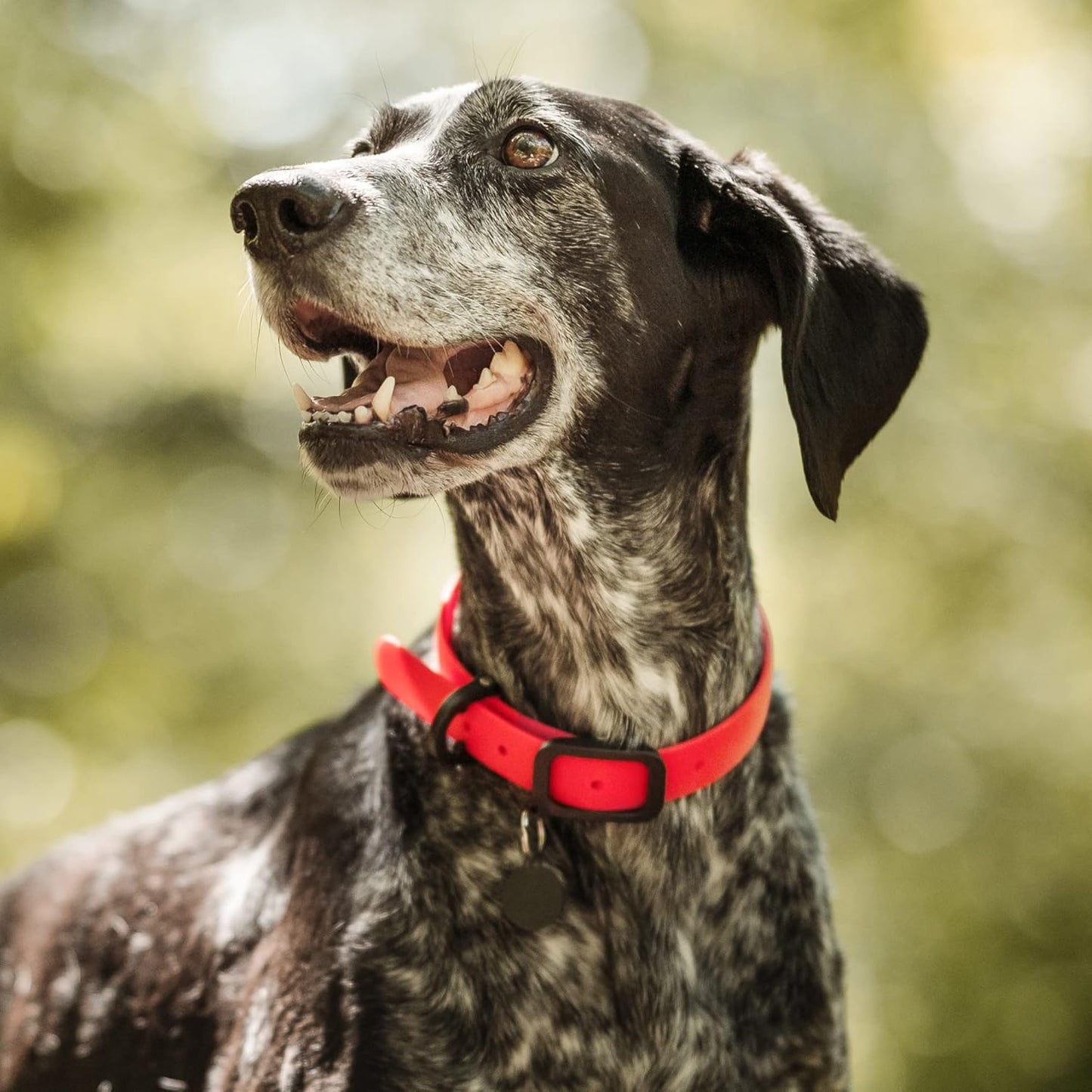Waterproof Dog Collar - Durable, Comfortable and Adjustable Silicone Dog Collar with Wear Resistant Buckle and ID Tag Ring for Small Dogs by Nuvuq (Black, Small)
