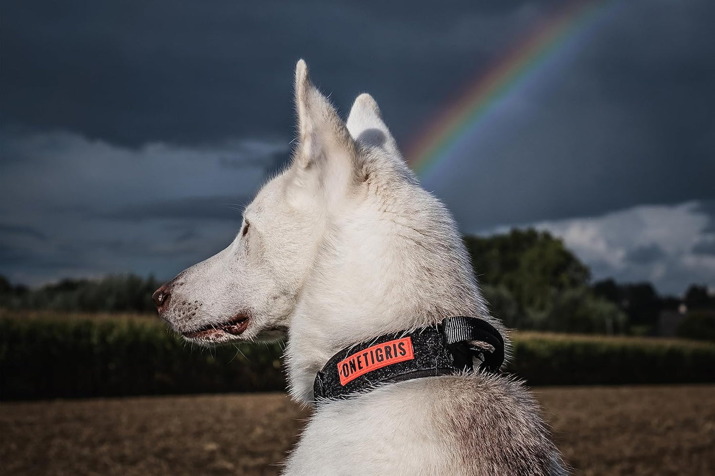 OneTigris Tactical Dog Collars with Handle,Military Dog Collar for Large Dog,Adjustable Nylon Collar German Shepherd Collar with Heavy Duty Metal Buckle for Dog Training and Walking (M, Orange)
