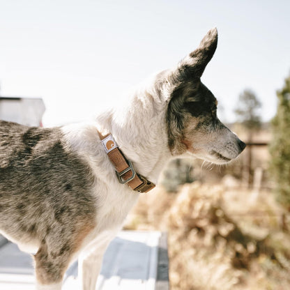 Carhartt Journeyman Dog Collar, Premium Rugged Construction Pet Collar
