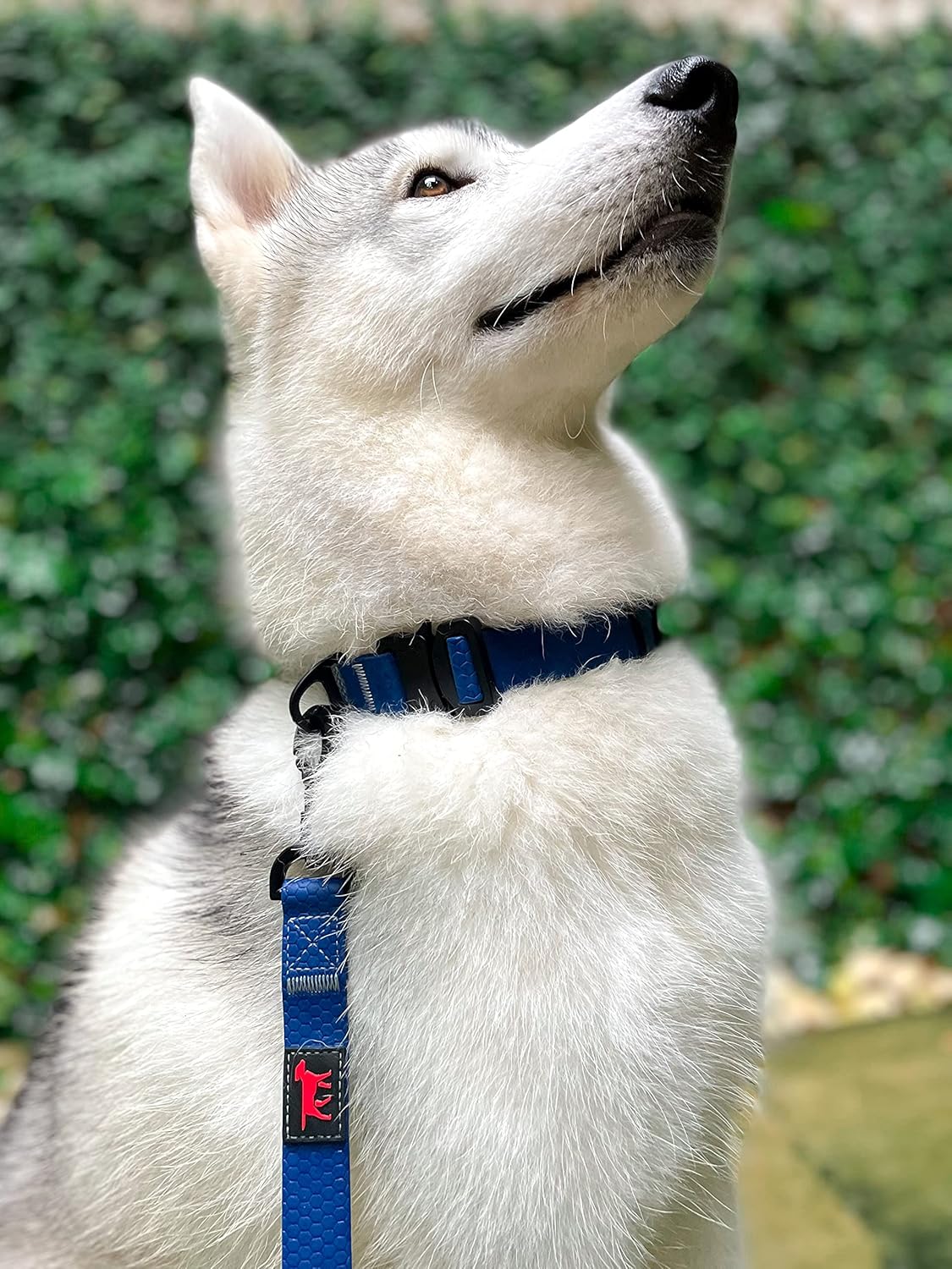 Tuff Pupper Waterproof Action Collar for Dogs | Heavy Duty Water Proof Dog Collar | Tear Proof & Odor Free | Rust-Proof Metal Hardware | Tactical Quick Release Buckle | for Adventurous, Active Dogs