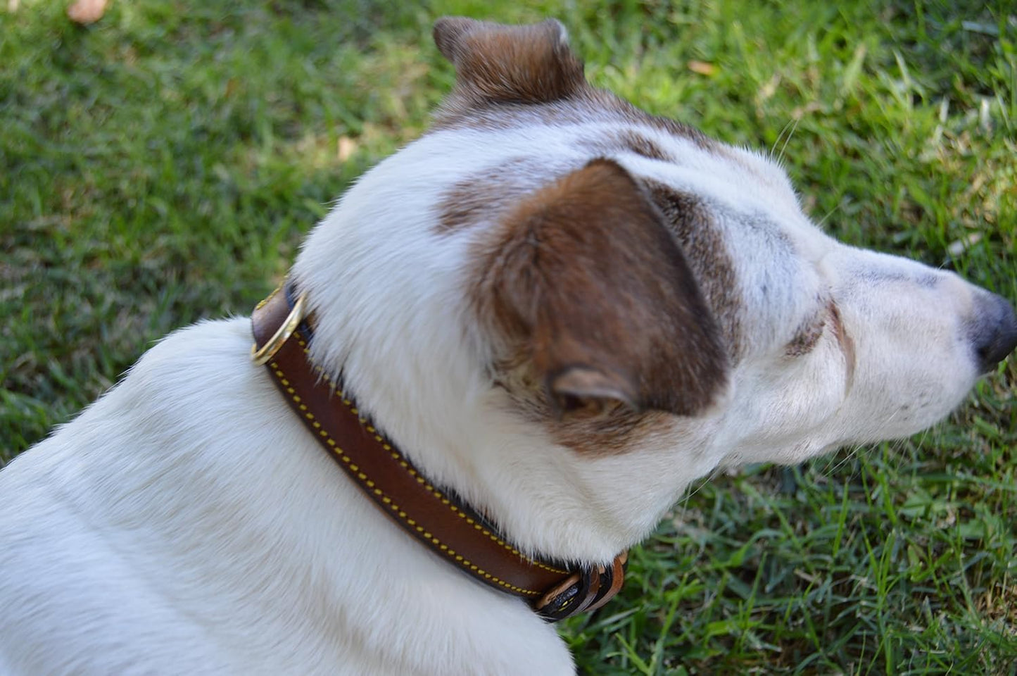 Soft Touch Collars Padded Leather Dog Collar, Large Brown - Genuine Real Leather, 24" Long x 1.5 Wide, Fits Neck Size 18" to 21" Inches