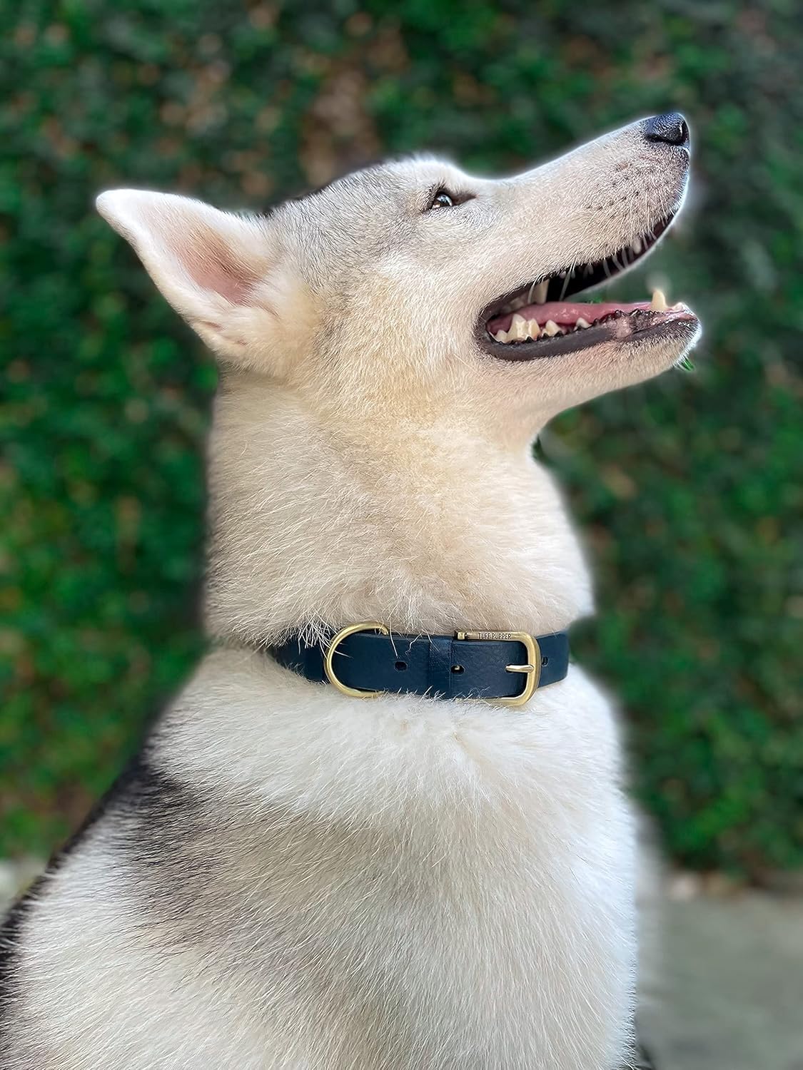 Tuff Pupper Classic Heavy Duty Dog Collar | 10x Stronger Than Leather | 100% Waterproof & Odor Proof Dog Collar | Tough Rust-Proof All Metal Hardware