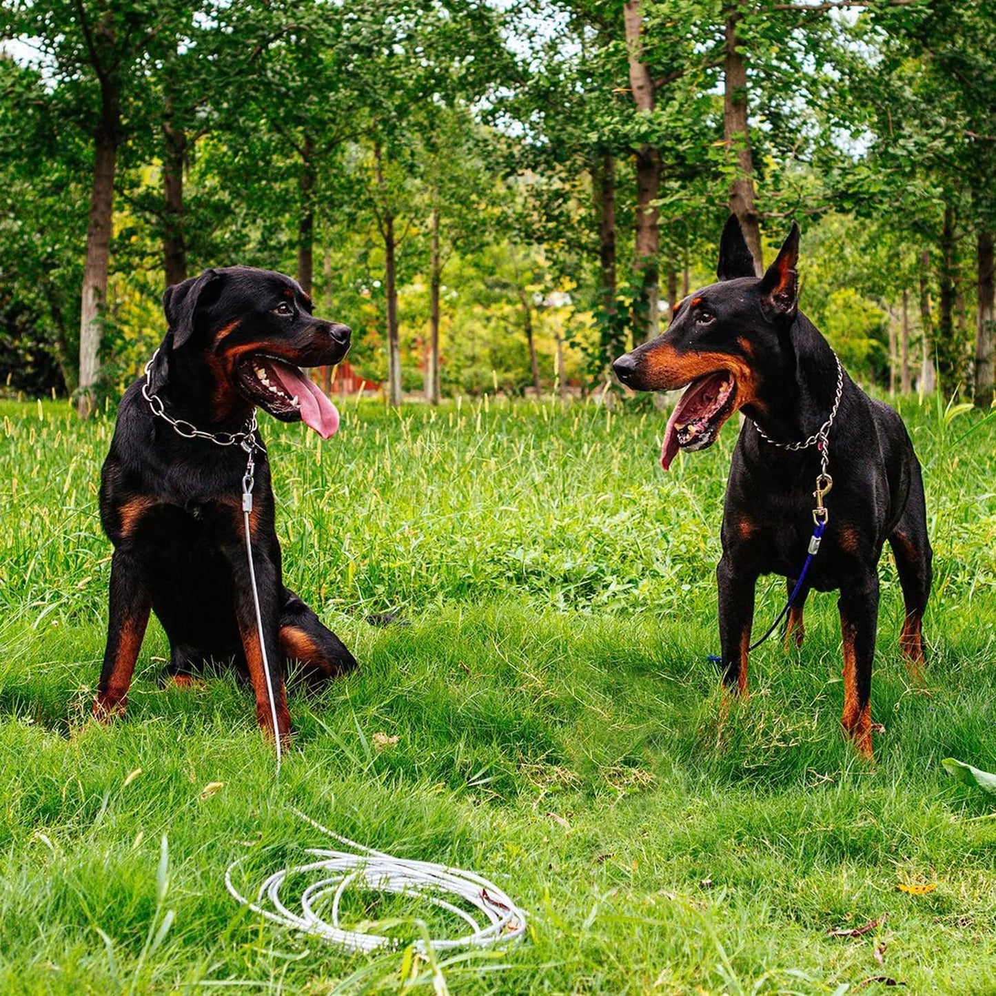 FRAMNG 2 Pack Dog Tie-Out Cable, 10ft Steel Wire Rope for Dogs Up to 80 Pound, Heavy-Duty Dog Runner Tie Out Cable, Dog Lead Line for Yard, Camping, Outside (3 Meter)