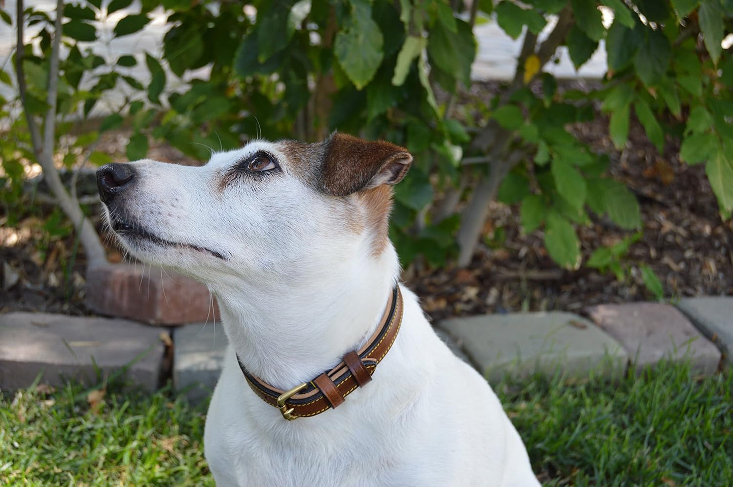 Soft Touch Collars Padded Leather Dog Collar, Large Brown - Genuine Real Leather, 24" Long x 1.5 Wide, Fits Neck Size 18" to 21" Inches