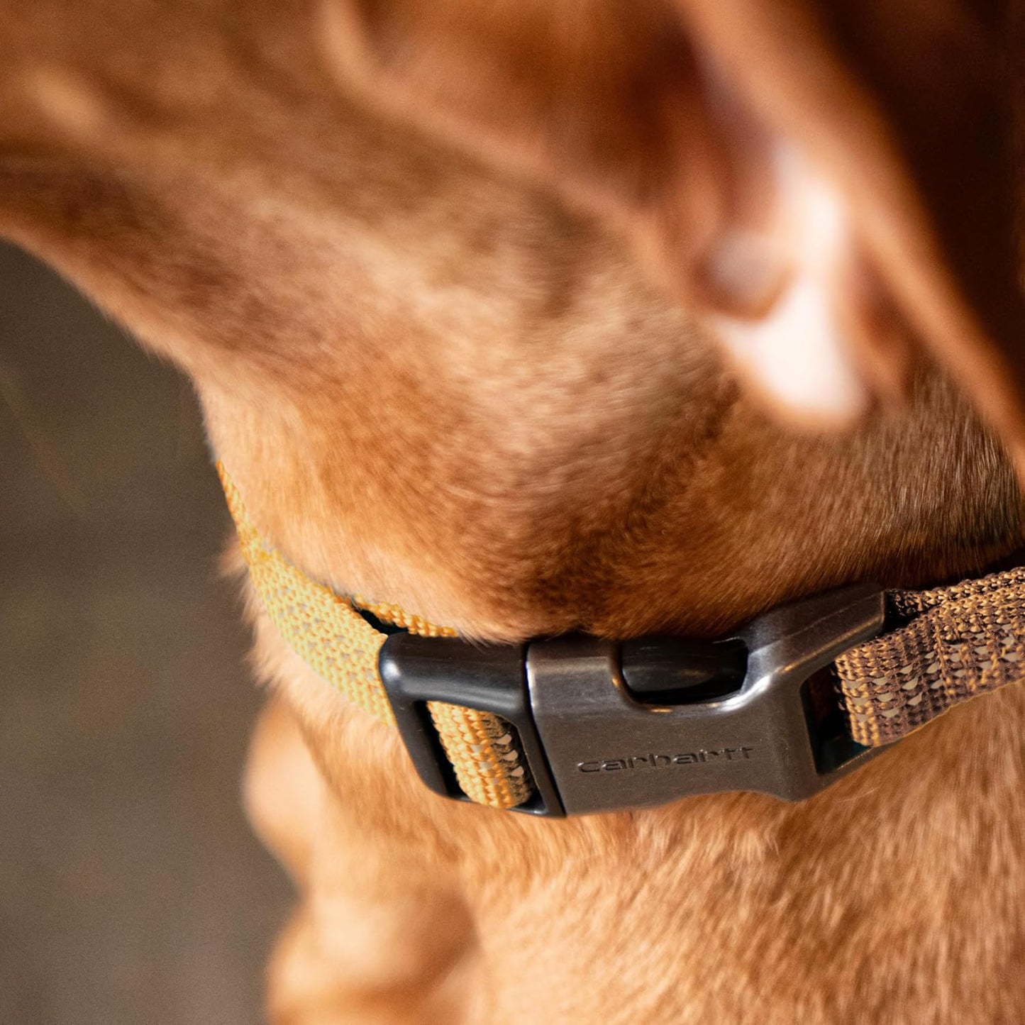 Carhartt Dog Collar, M-L, Brown, Reflective Stitching