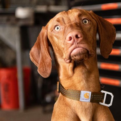 Carhartt Dog Collar, M-L, Brown, Reflective Stitching