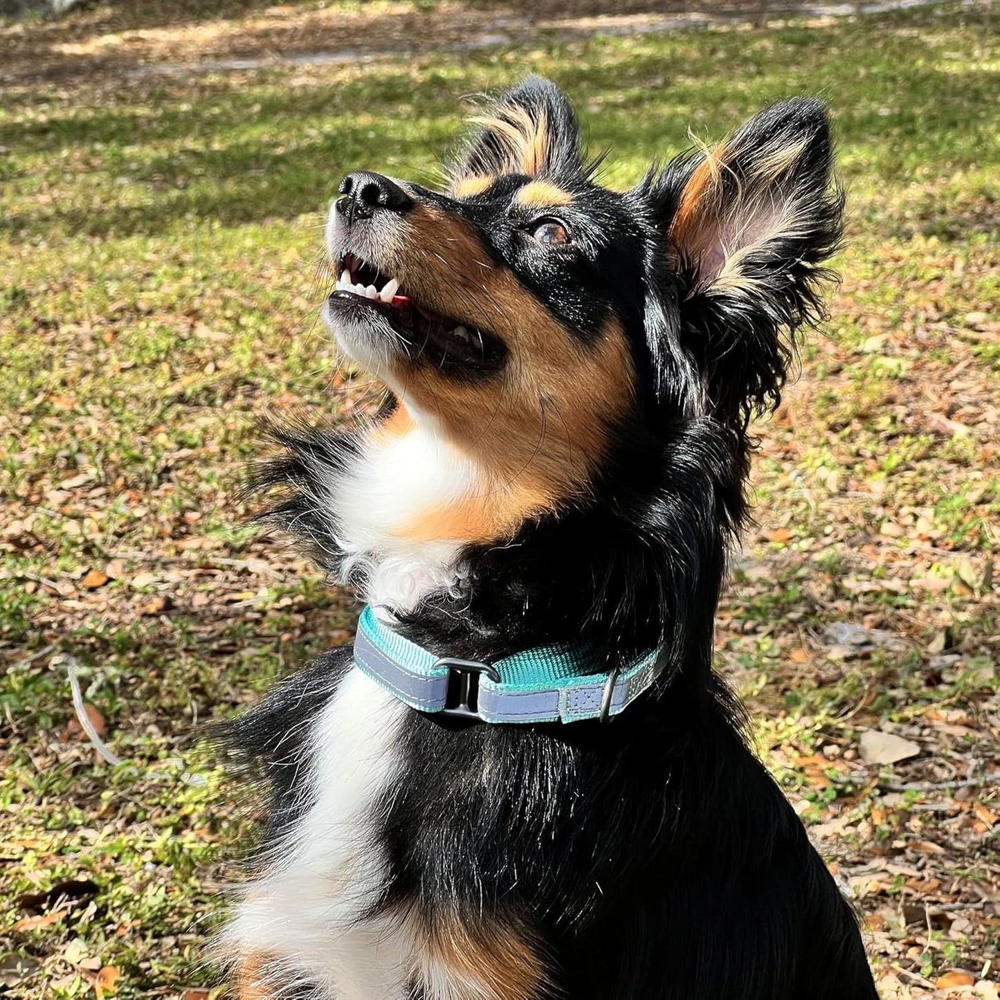 Pawtitas Chain Martingale Dog Collar Puppy Collar Reflective Dog Collar Training Dog Collar Behavioral Dog Chain Collar Collar Medium Dog Collar Green Dog Collar