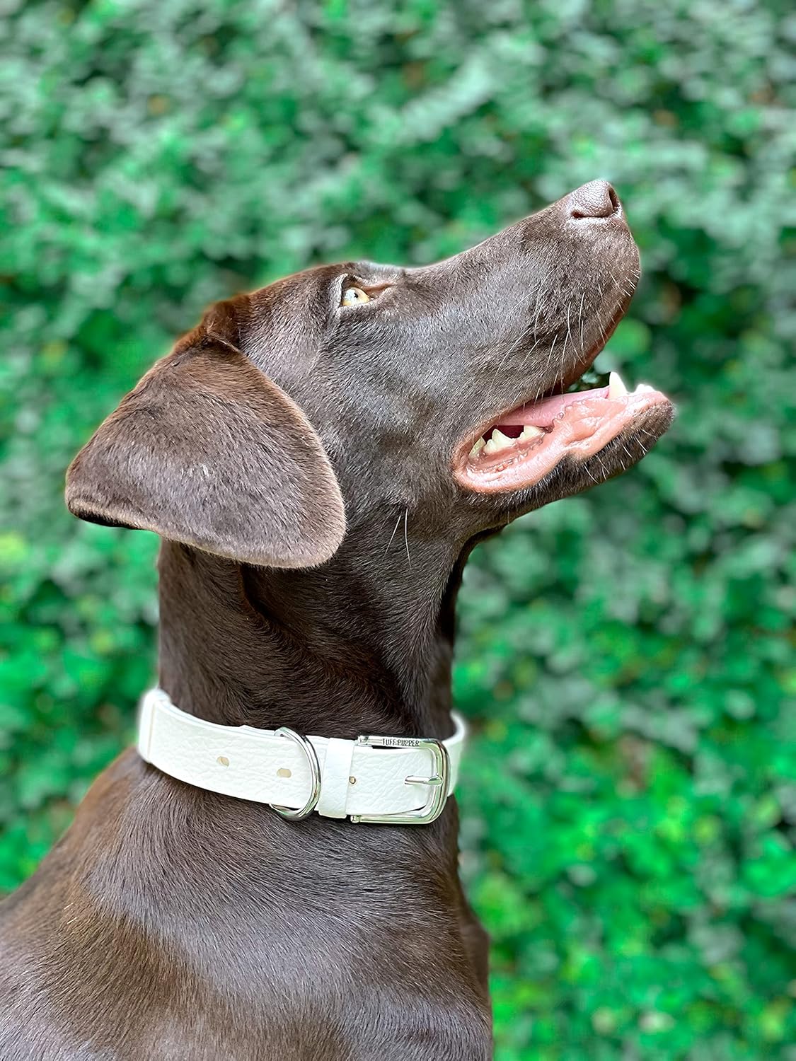 Tuff Pupper Classic Heavy Duty Dog Collar | 10x Stronger Than Leather | 100% Waterproof & Odor Proof Dog Collar | Tough Rust-Proof All Metal Hardware